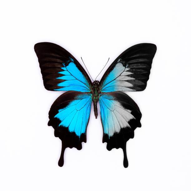 Loài Bướm Hoàng Đế – Vẻ Đẹp Kỳ Diệu Của Thiên Nhiên