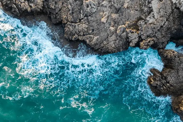 Loài Bướm Hoàng Đế – Vẻ Đẹp Kỳ Diệu Của Thiên Nhiên